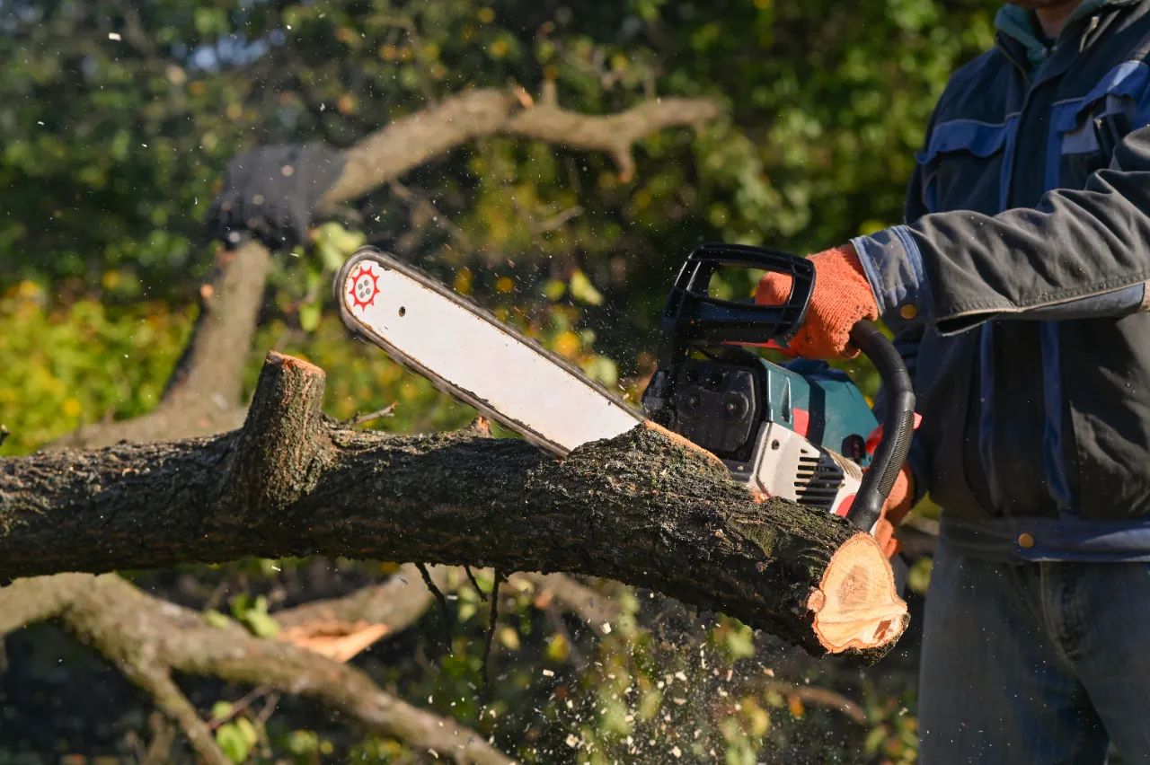 Tree service, trimming and removal project in Connecticut