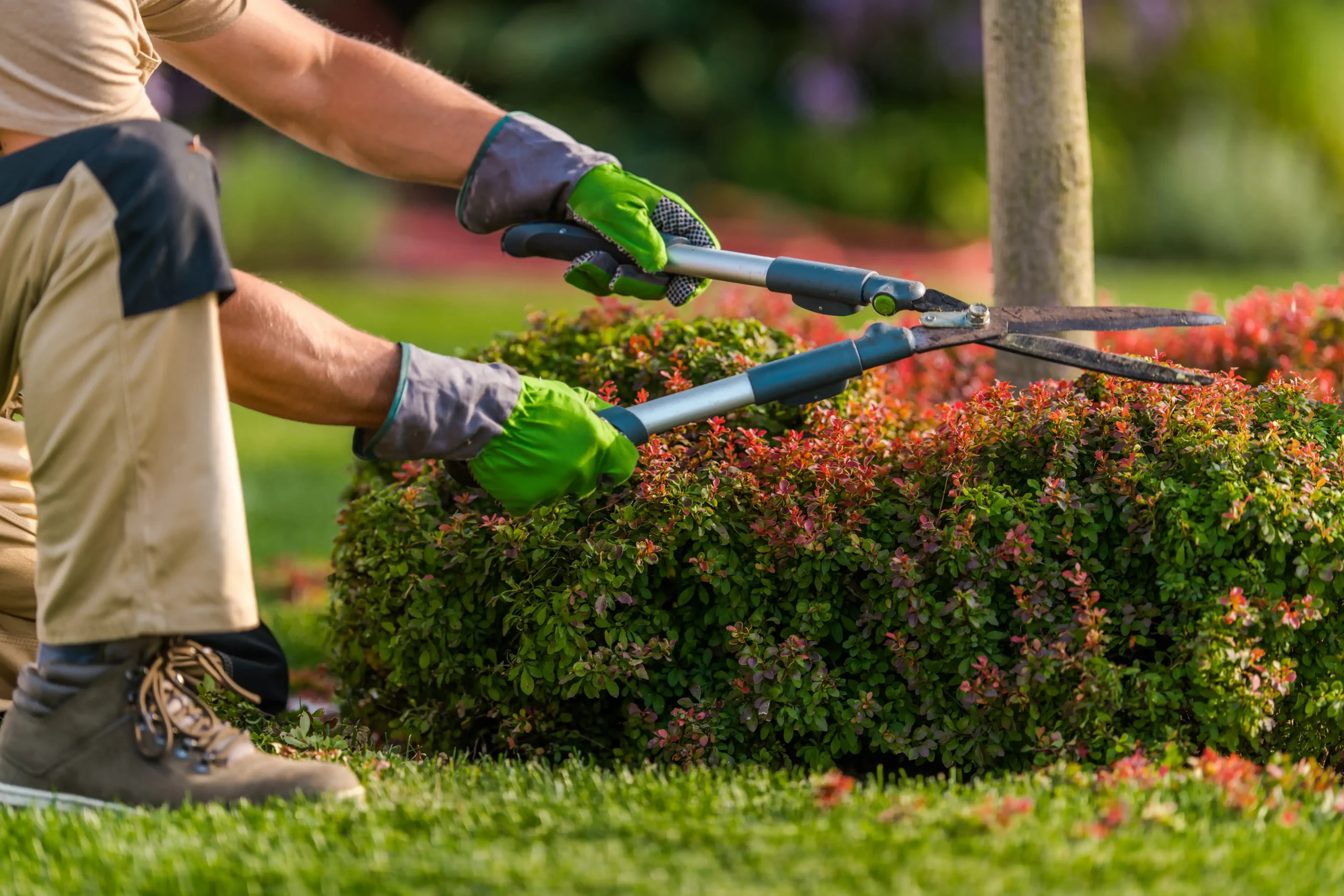 Gardener trimming garden plants in Connecticut